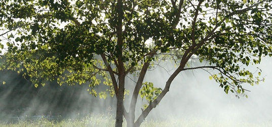 Sunlit Tree Scene_edited.jpg