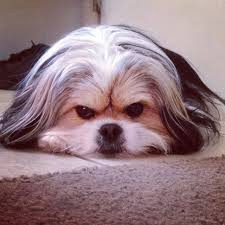 Blog-Pull Dog-Walking the dog-High beam shoes