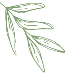 Jill Viglione Newsletter Background (2)