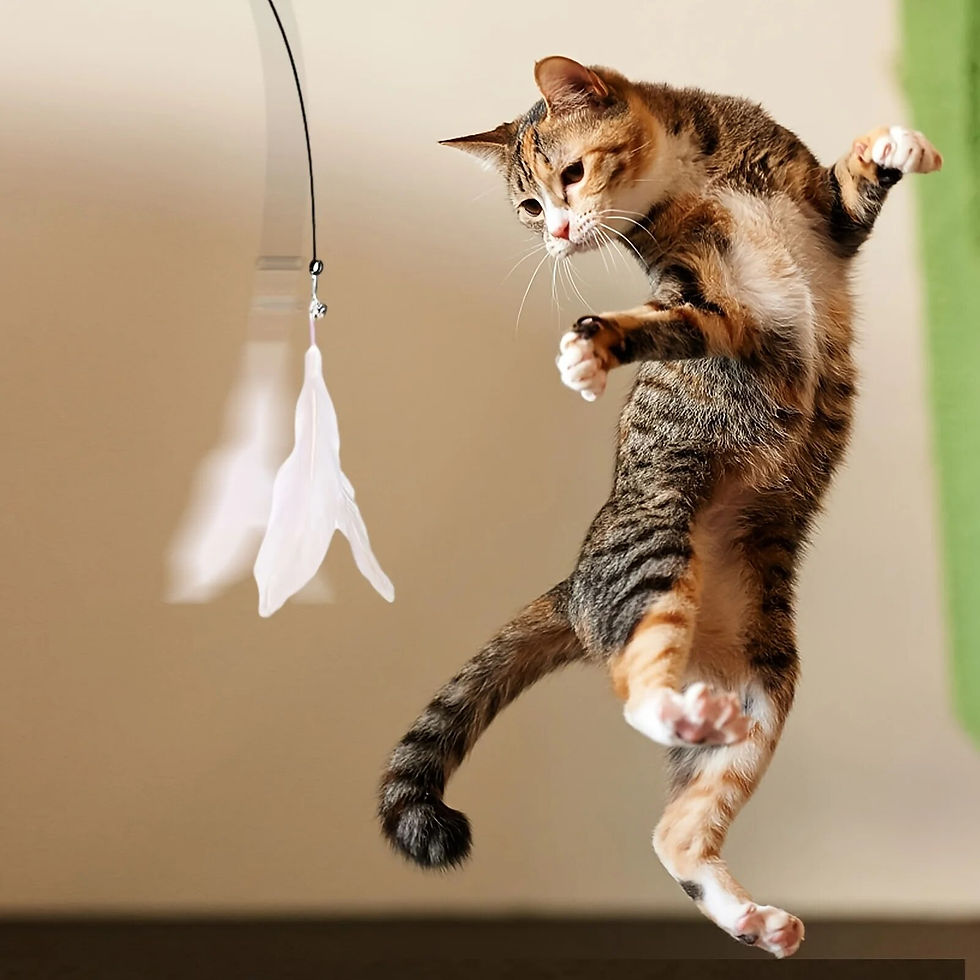 Miniatura: Varinha Brinquedo Para Gatos