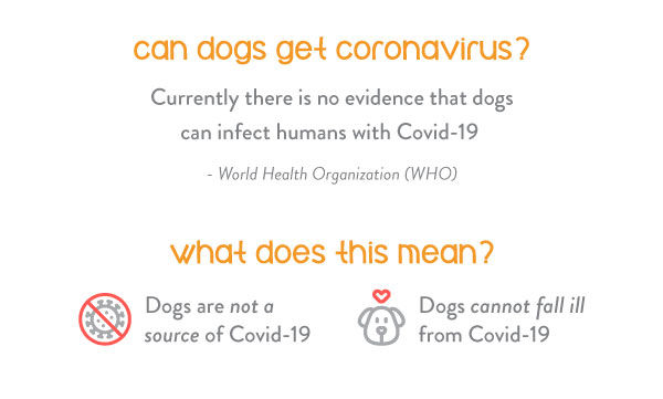 Can dogs get coronavirus covid-19? The answer is no