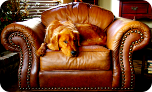 dog proof sofa fabric