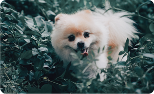 A pomeranian tested positive for coronavirus Covid-19