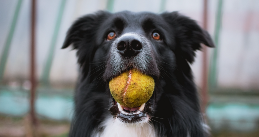 toys dogs can play with alone