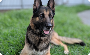 a german shepherd tested positive for coronavirus Covid-19