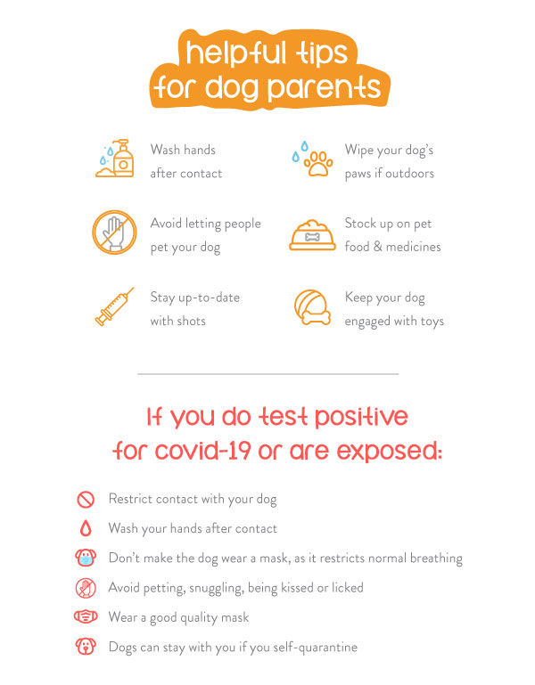 can dogs get coronavirus Covid-19 helpful tips