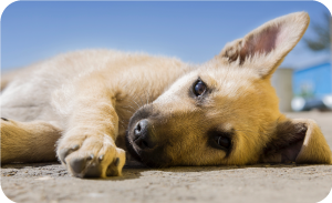 Basic dog vaccinations for street dog