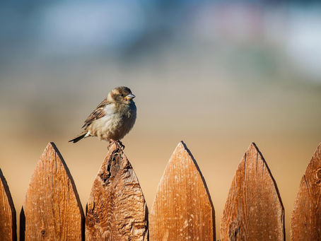 NaNoWriMo countdown: t-3 days