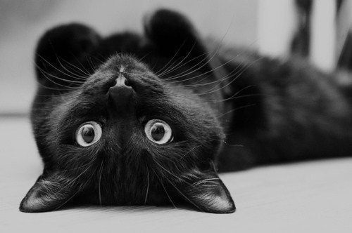 blackcat