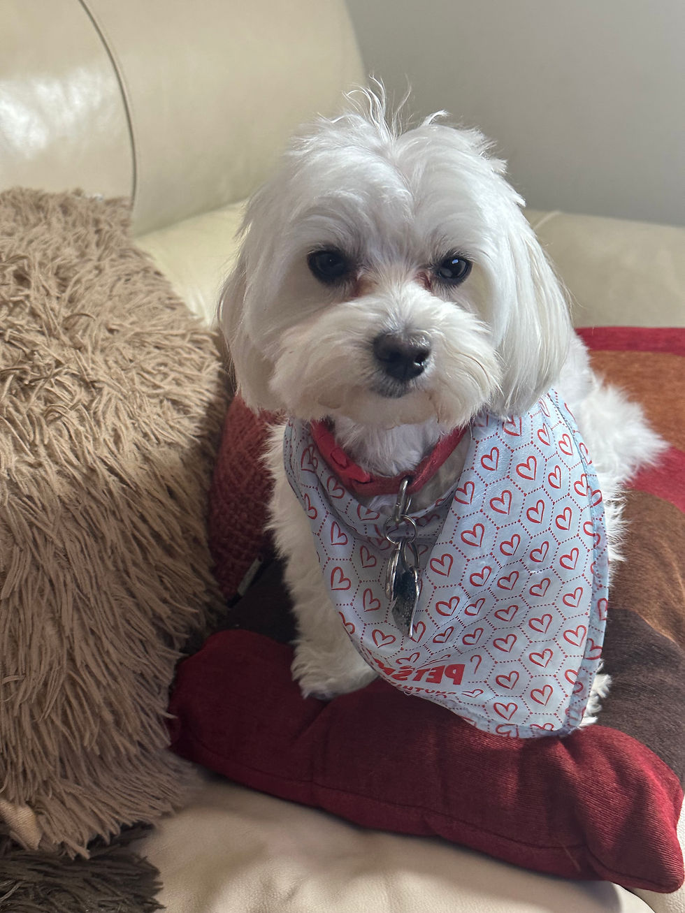 Thumbnail: Meet Teddy! Loving, Snuggly, and Ready for His Forever Home!