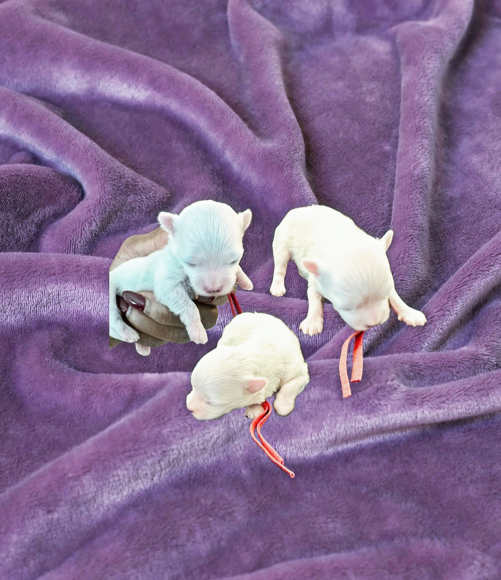 Thumbnail: Casper (Red Collar) Birth Date: 12/22/24