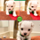 Thumbnail: Snow  (Green Collar) Birth Date: 12/22/24