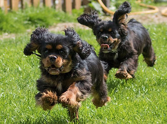 running and playing in the fresh air so good for puppy welfare