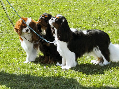 Fun day out showing in North Yorkshire yesterday Saturday 14th September 2024.