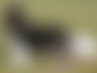 A great year so far at Carsan CKCS.