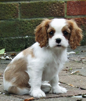 13 weeks old a mere baby