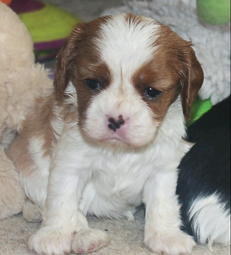 young puppies