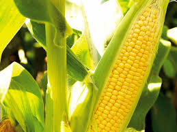 corn plant.jpg