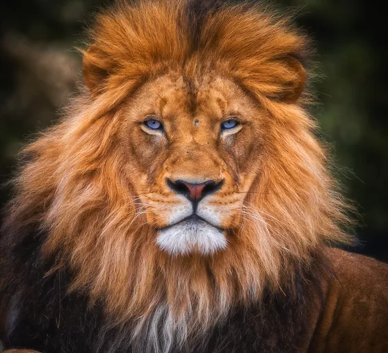 Authentic Leadership: Inspiring Engagement, Trust, and Organizational Effectiveness