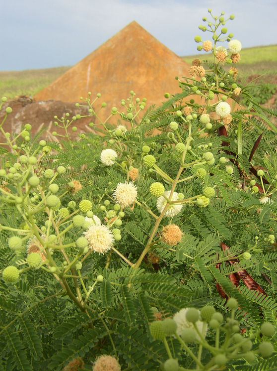 Primavera en Molokai'i con vértice