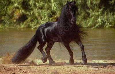 blackmane
