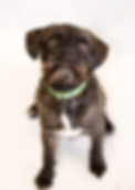 chauncy.photo.webp