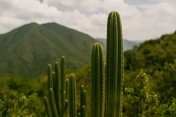 san_pedro_cactus_background.webp