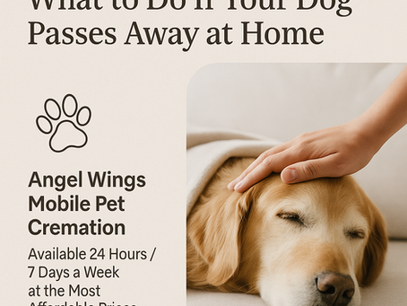 A dog is about to pass away and angel wings mobile pet cremation is coming to pick up the dog for creamtion