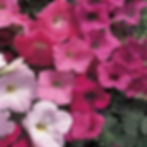 Petunias Other -see Section