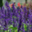 Salvia Unplugged So Blue