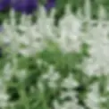 Salvia Cathedral White