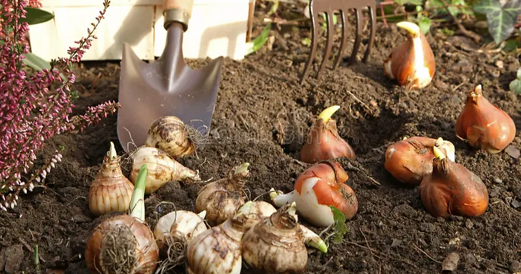 fall bulbs_edited.png