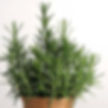 Rosemary