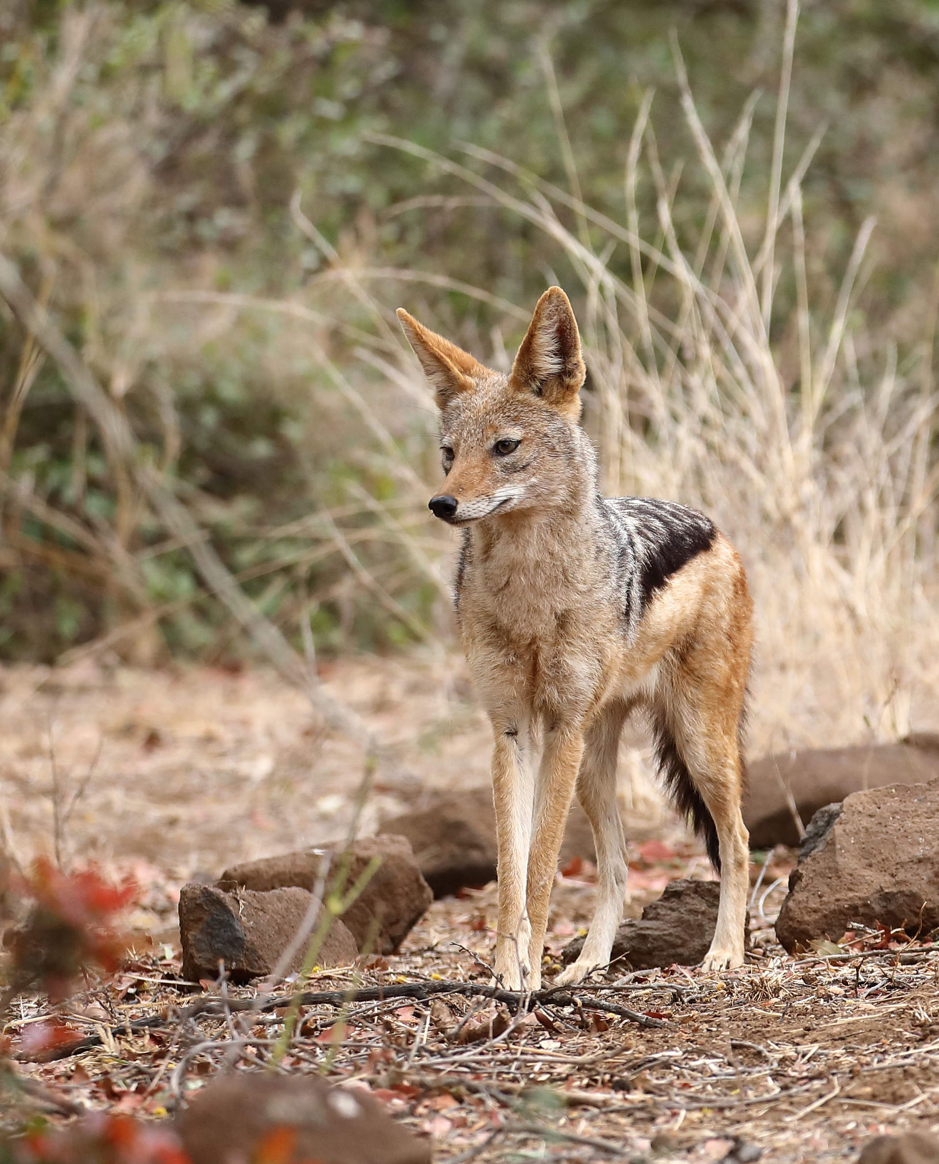 Black Backed Jackal, Makuleke Contractual Park