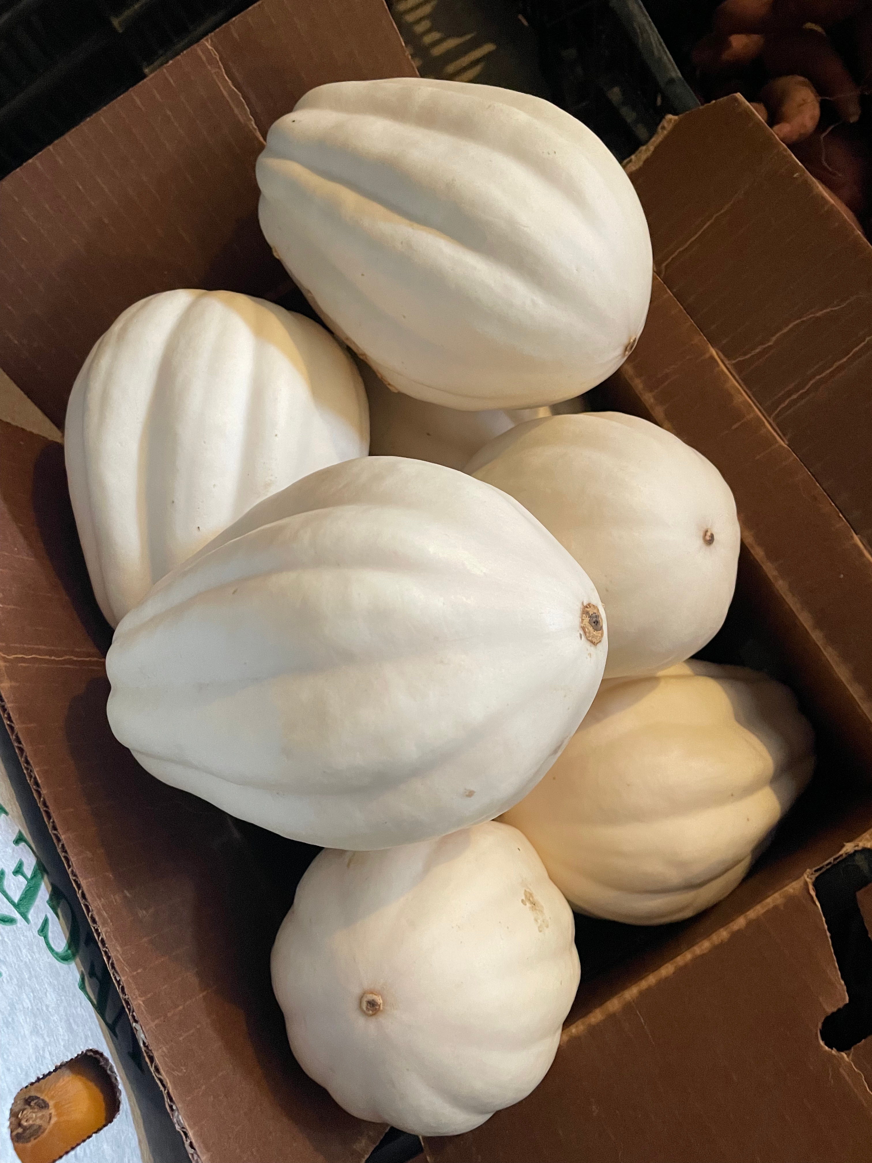Squash, White Acorn