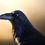 Thumbnail: Raven Portrait
