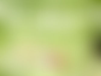 Botanicula - Recensioni in bottiglia