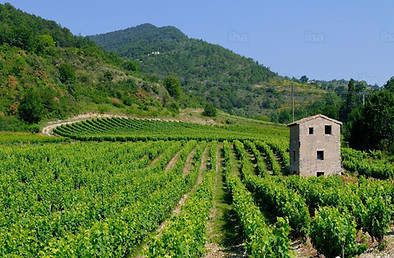 Drome-provencale-Les-vignobles-en-drome-