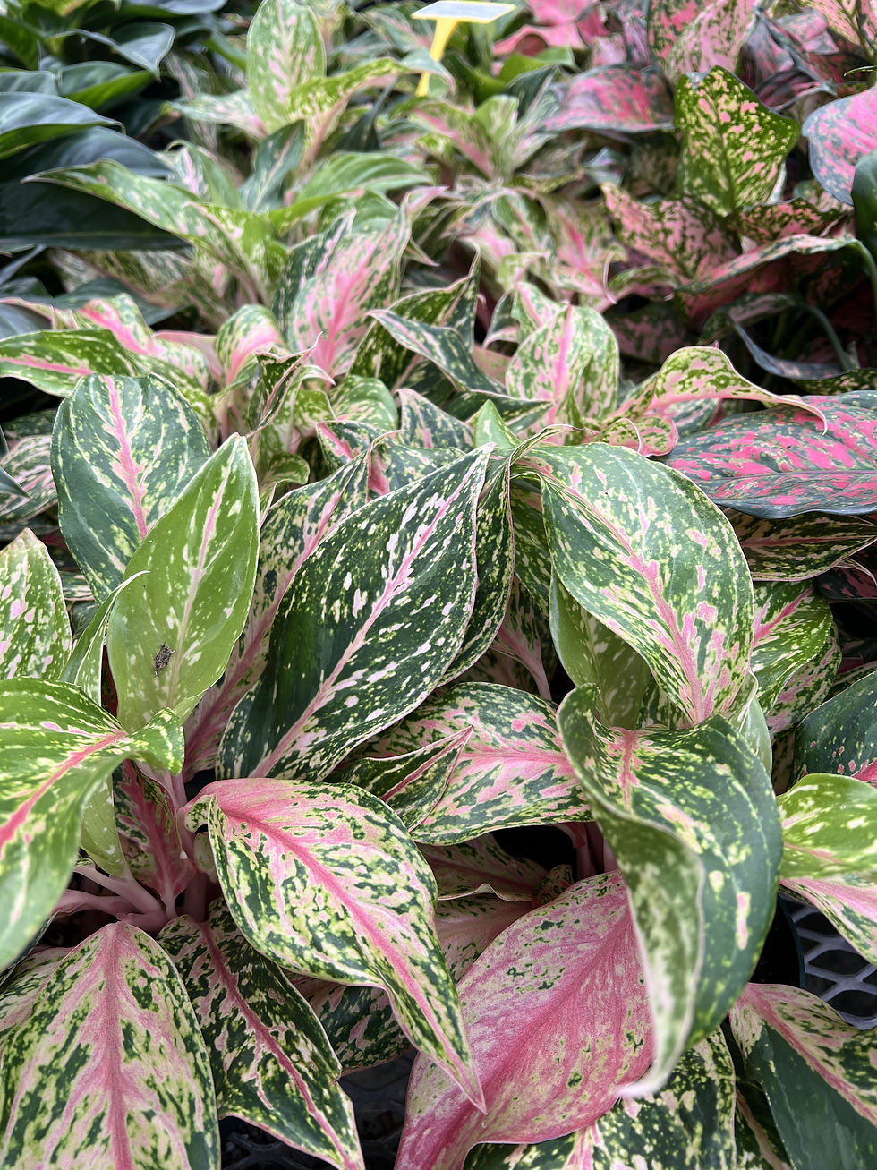 Aglaonema