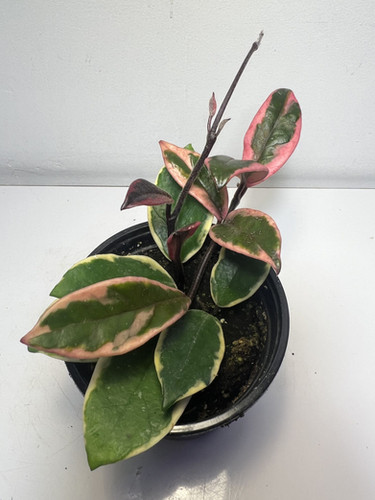 Hoya carnosa Flamingo Dream | Tropical Plants May