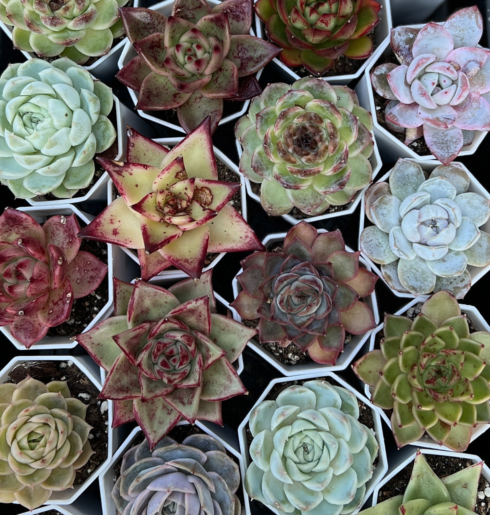 Succulents & Cactus