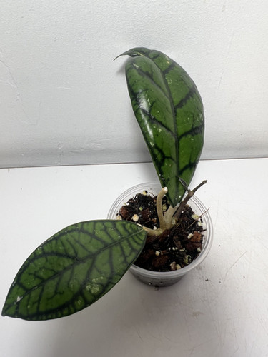 Hoya Callistophylla vena | Tropical Plants May