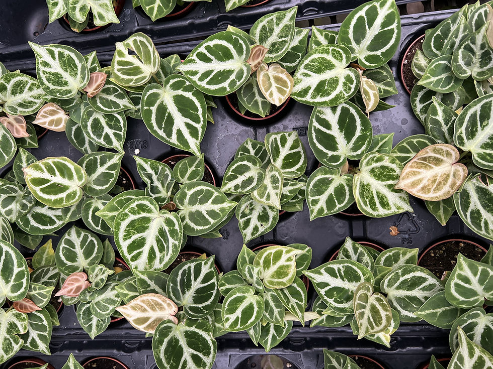 Anthurium