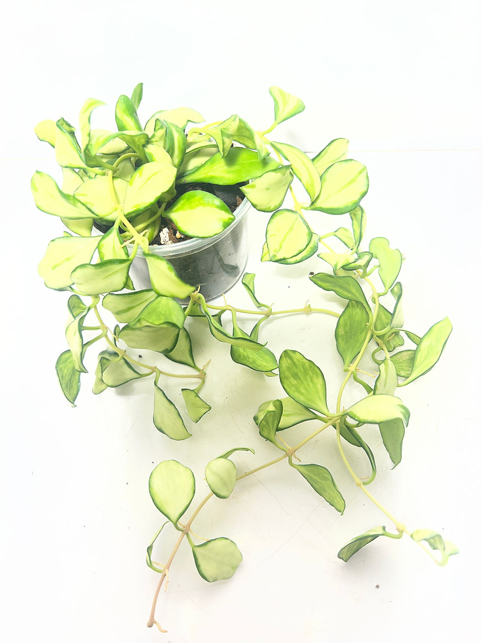 Eye-level view of a rare Hoya plant with variegated leaves in a decorative pot