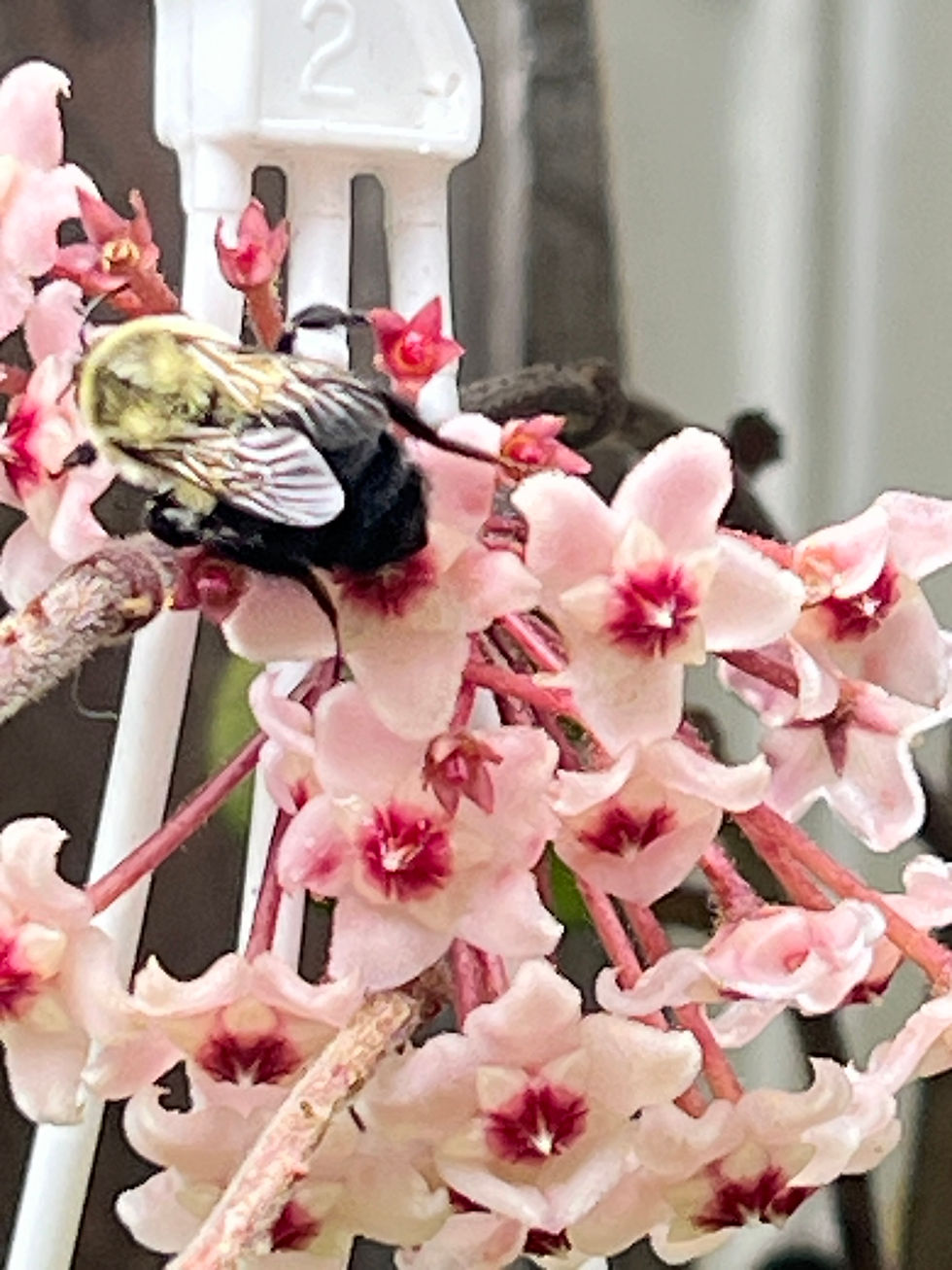 Close-up view of a rare Hoya flower with pink and white petals