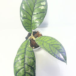 Hoya Callistophylla vena | Tropical Plants May