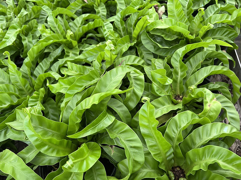 Fern