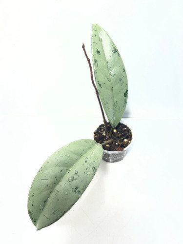 Hoya pubicalyx pink silver ghost | Tropical Plants May