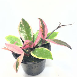Hoya carnosa Flamingo Dream | Tropical Plants May