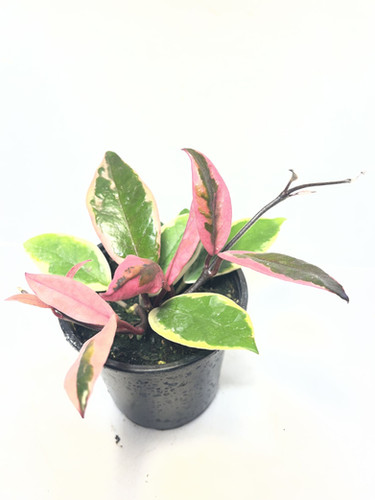 Hoya carnosa Flamingo Dream | Tropical Plants May